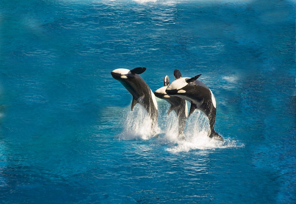 three,killer,whales,breach,out,of,the,water