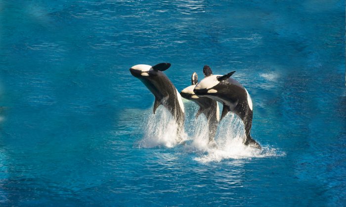 three,killer,whales,breach,out,of,the,water