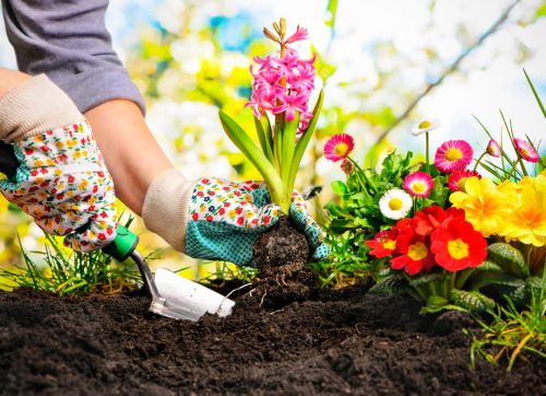 gardeners,hands,planting,flowers,at,back,yard