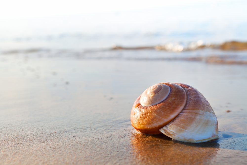 seashell,on,the,summer,beach,next,to,the,sea,,nature