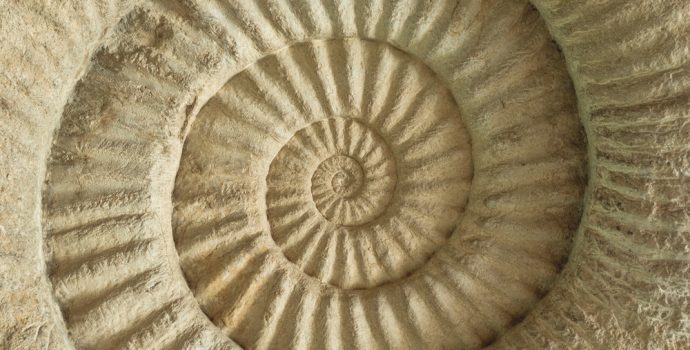 closeup,of,ammonite,prehistoric,fossil,on,the,surface,of,the