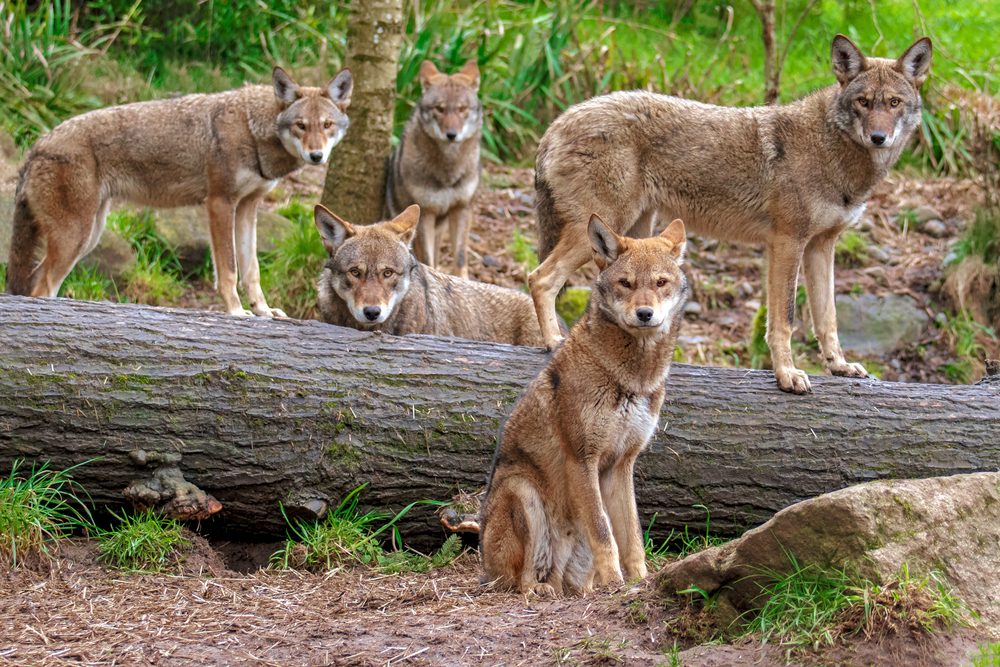 family,pack,of,five,red,wolves,standing,or,sitting,around