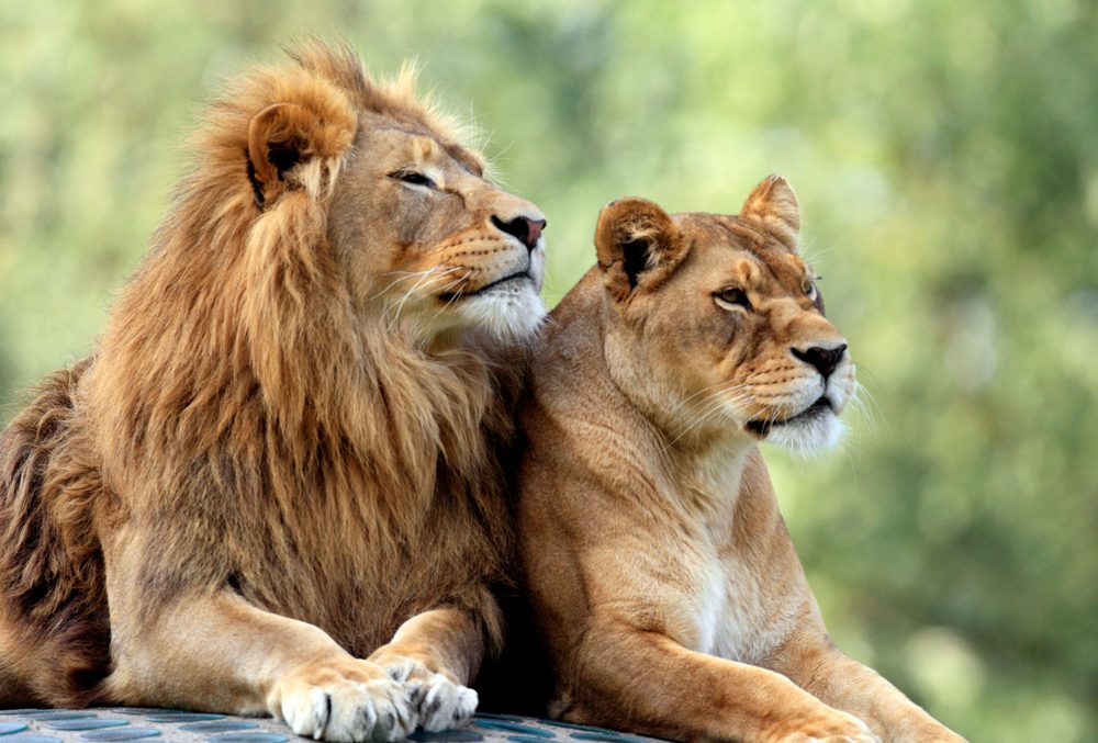 pair,of,adult,lions,in,zoological,garden