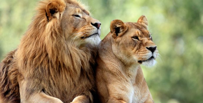 pair,of,adult,lions,in,zoological,garden