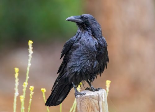 common,raven,looking,for,food