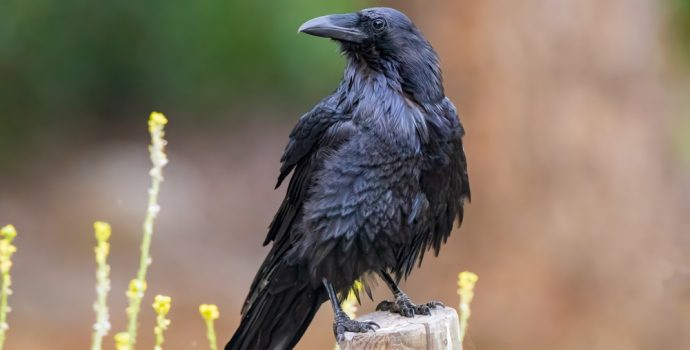 common,raven,looking,for,food