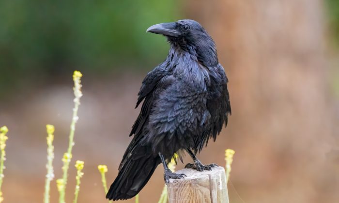 common,raven,looking,for,food