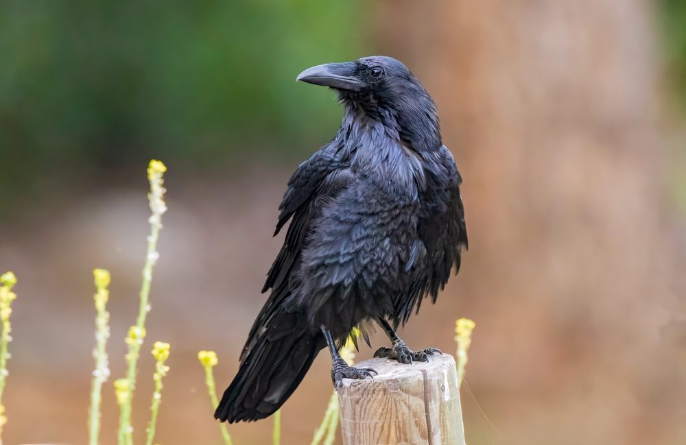 common,raven,looking,for,food