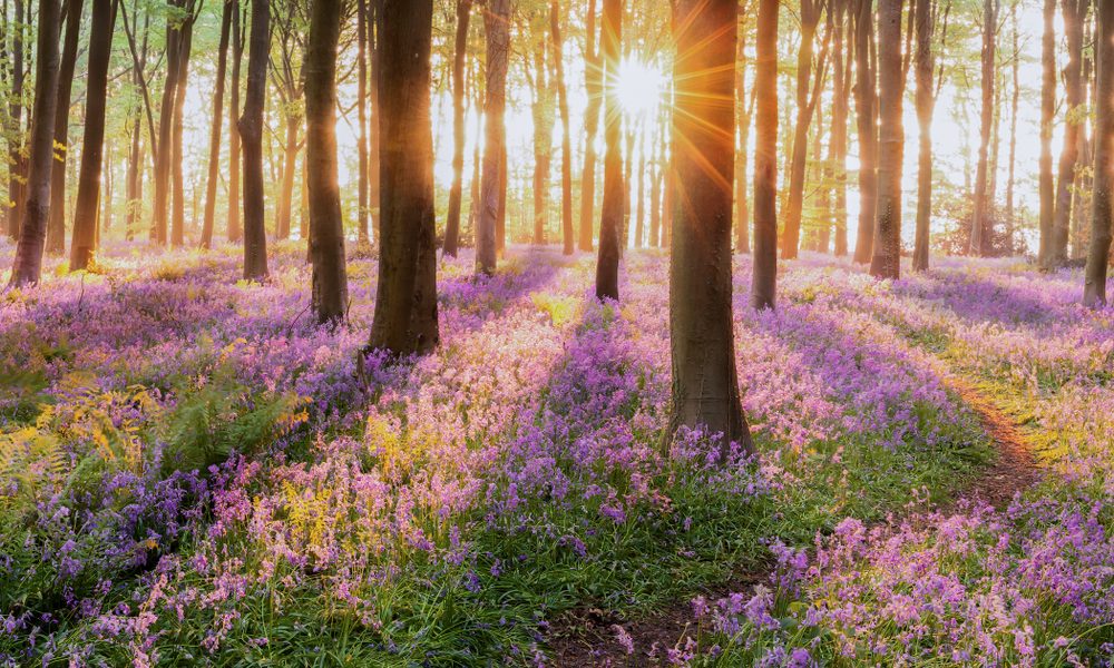 beautiful,woodland,bluebell,forest,in,spring.,purple,and,pink,flowers beautiful,woodland,bluebell,forest,in,spring.,purple,and,pink,flowers