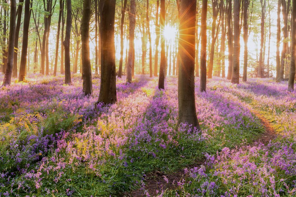 beautiful,woodland,bluebell,forest,in,spring.,purple,and,pink,flowers beautiful,woodland,bluebell,forest,in,spring.,purple,and,pink,flowers