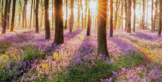 beautiful,woodland,bluebell,forest,in,spring.,purple,and,pink,flowers