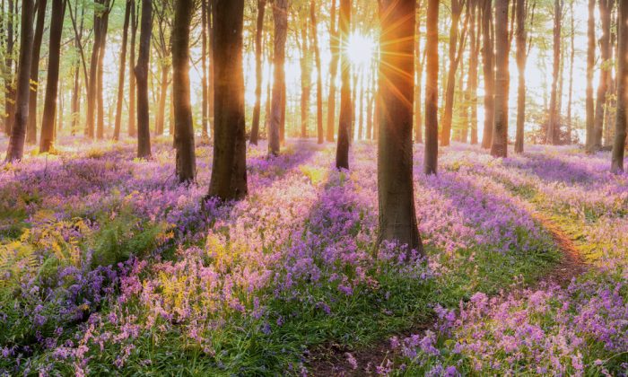 beautiful,woodland,bluebell,forest,in,spring.,purple,and,pink,flowers
