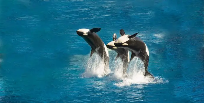 three,killer,whales,breach,out,of,the,water