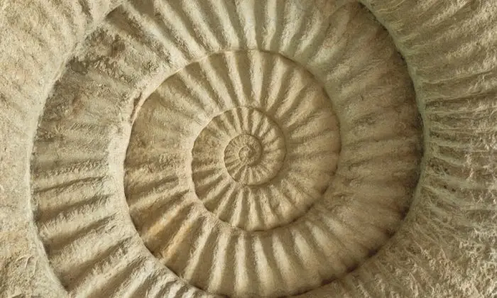 closeup,of,ammonite,prehistoric,fossil,on,the,surface,of,the