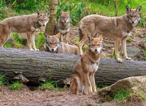 family,pack,of,five,red,wolves,standing,or,sitting,around