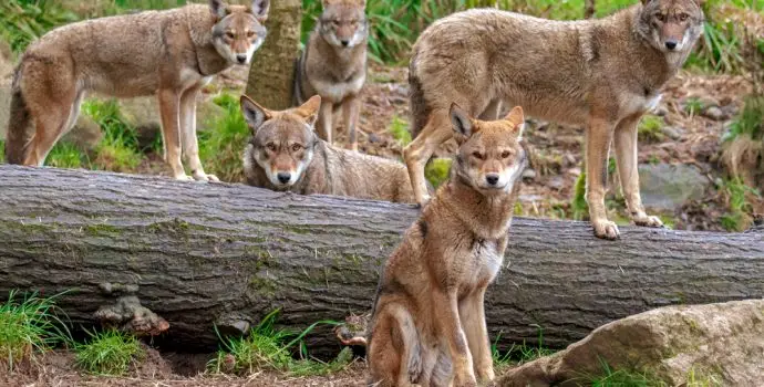 family,pack,of,five,red,wolves,standing,or,sitting,around