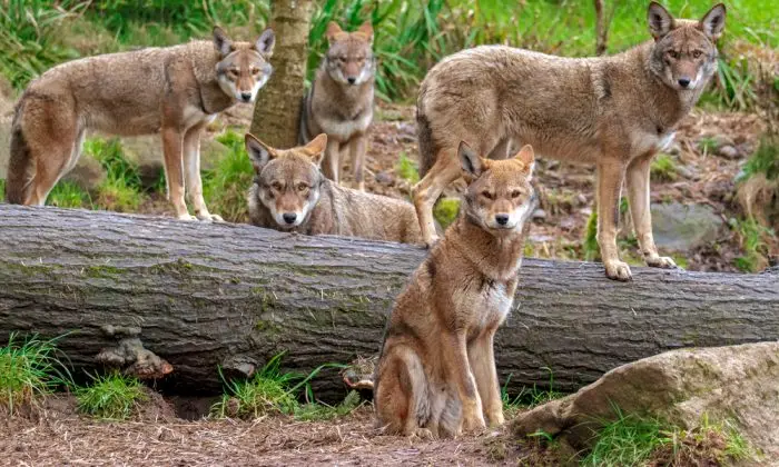 family,pack,of,five,red,wolves,standing,or,sitting,around