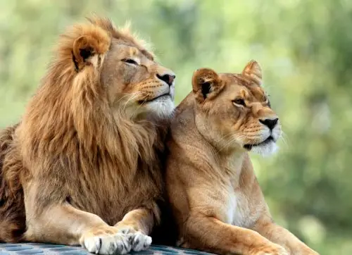 pair,of,adult,lions,in,zoological,garden