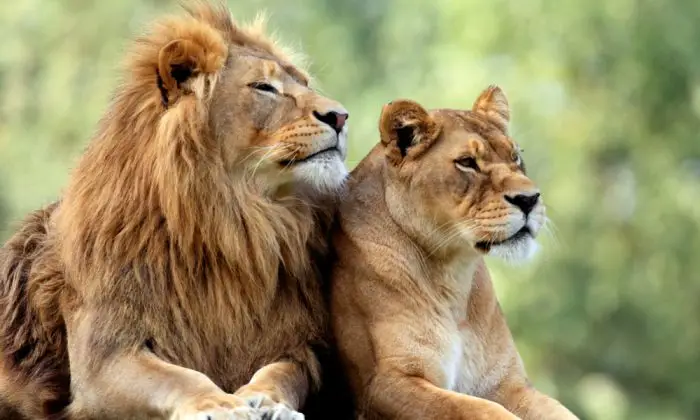 pair,of,adult,lions,in,zoological,garden